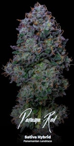 ALTERNATIVE SOLUTIONS - Panama Red 14G - Half Oz By Alt Sol