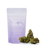 DaDa Daily | Papaya Cake | 7G