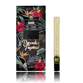 Maven | Infused Pre-Roll | Halo | Paradiso Tropical | 1.9g