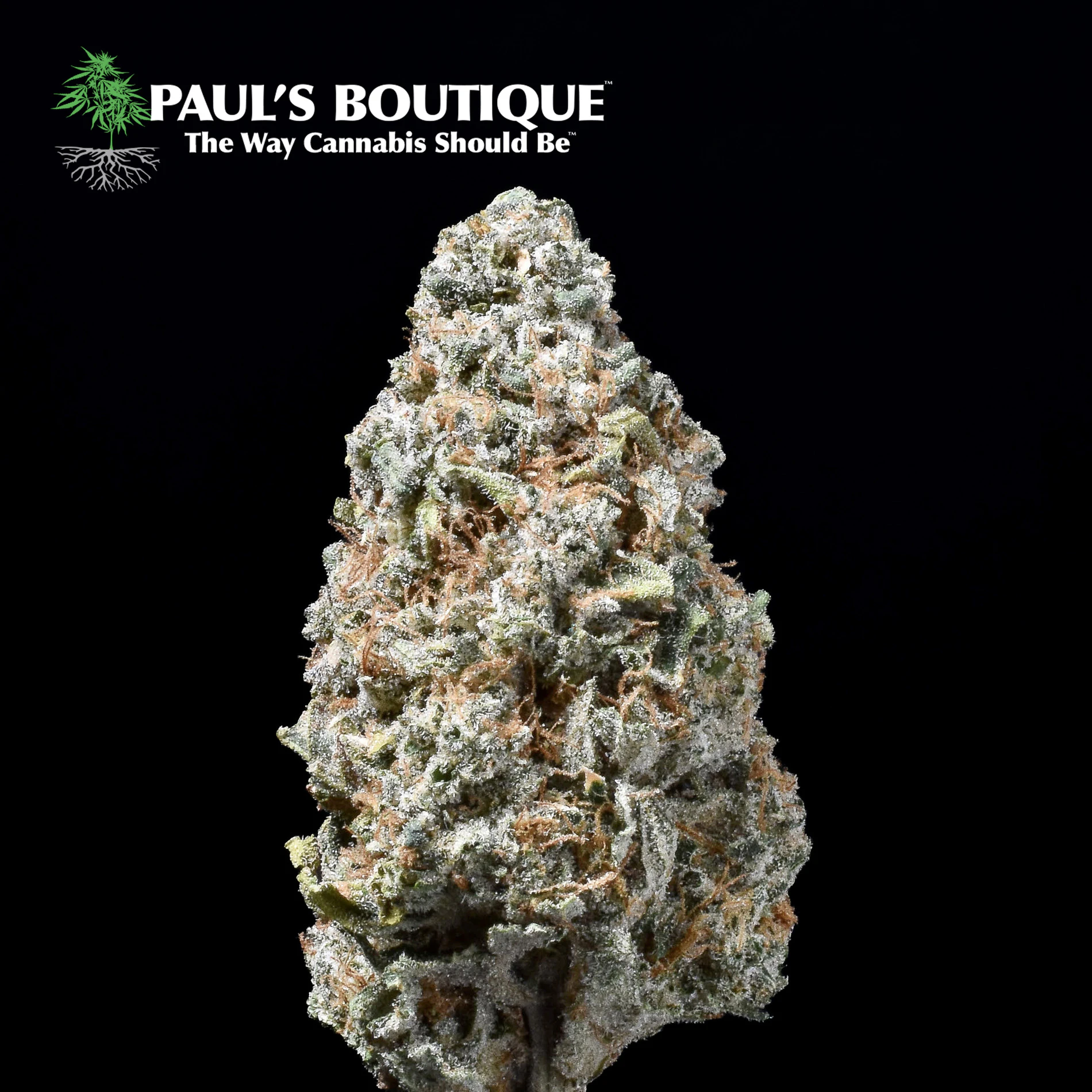 Paul's Boutique - Lotus Blossom 1/8 Main Image