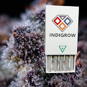 5 Pack Pakistani Chitral Kush Pre-rolls
