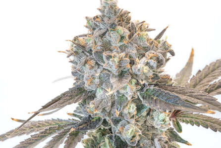 FARMER G - FARMER G - PERMANENT GAS 3.5 GRAMS