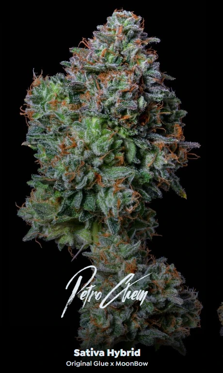 ALTERNATIVE SOLUTIONS - Petro Chem 3.5g (Sativa Hybrid) Jar By Alt Sol Main Image