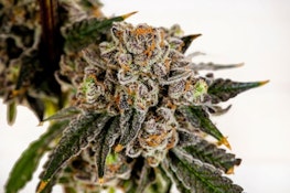 FARMER G - PINEAPPLE BURST 3.5 GRAMS