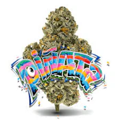 SCOUT & SEED - PINYATTI 3.5 GRAMS