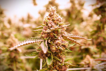 TRIP - TRIP - POINT BREAK 3.5 GRAMS