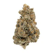 Rainbow Sherbet | Common Citizen | Bulk Flower