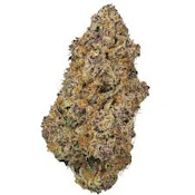 Rainbow Belts 2.0 | Flwr Pot | Bulk Flower