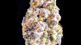 Michigan Cherries | Flwr Pot | Bulk Flower