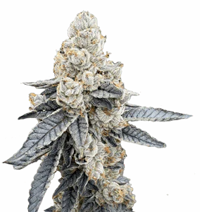 Victory Farms - [REC] Victory Natural Farms | Pineapple Upside Down Cake | 3.5g Flower