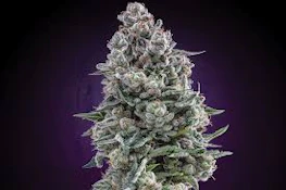 LOCAL LEAF - PURPLE ICE WATER HALF OUNCE