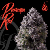 7g - Panama Red - Sativa