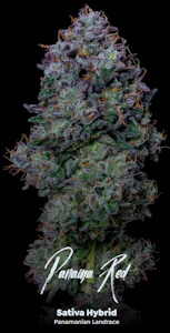 ALTERNATIVE SOLUTIONS - Panama Red 3.5 Gram Jar By Alt Sol