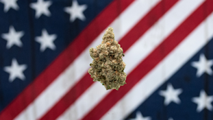 American Grown-Papaya Bomb $110 oz Deli Flower