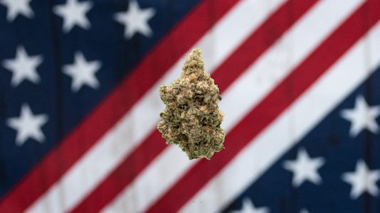 AMERICAN GROWN - American Grown-Papaya Bomb $110 oz Deli Flower