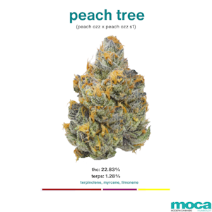 MOCA Flowers - MOCA Flowers - 1G Smalls - Peach Tree