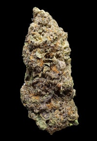 Peach Rings - buds