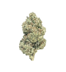 COASTAL SUN - Permanent Chimera 28g