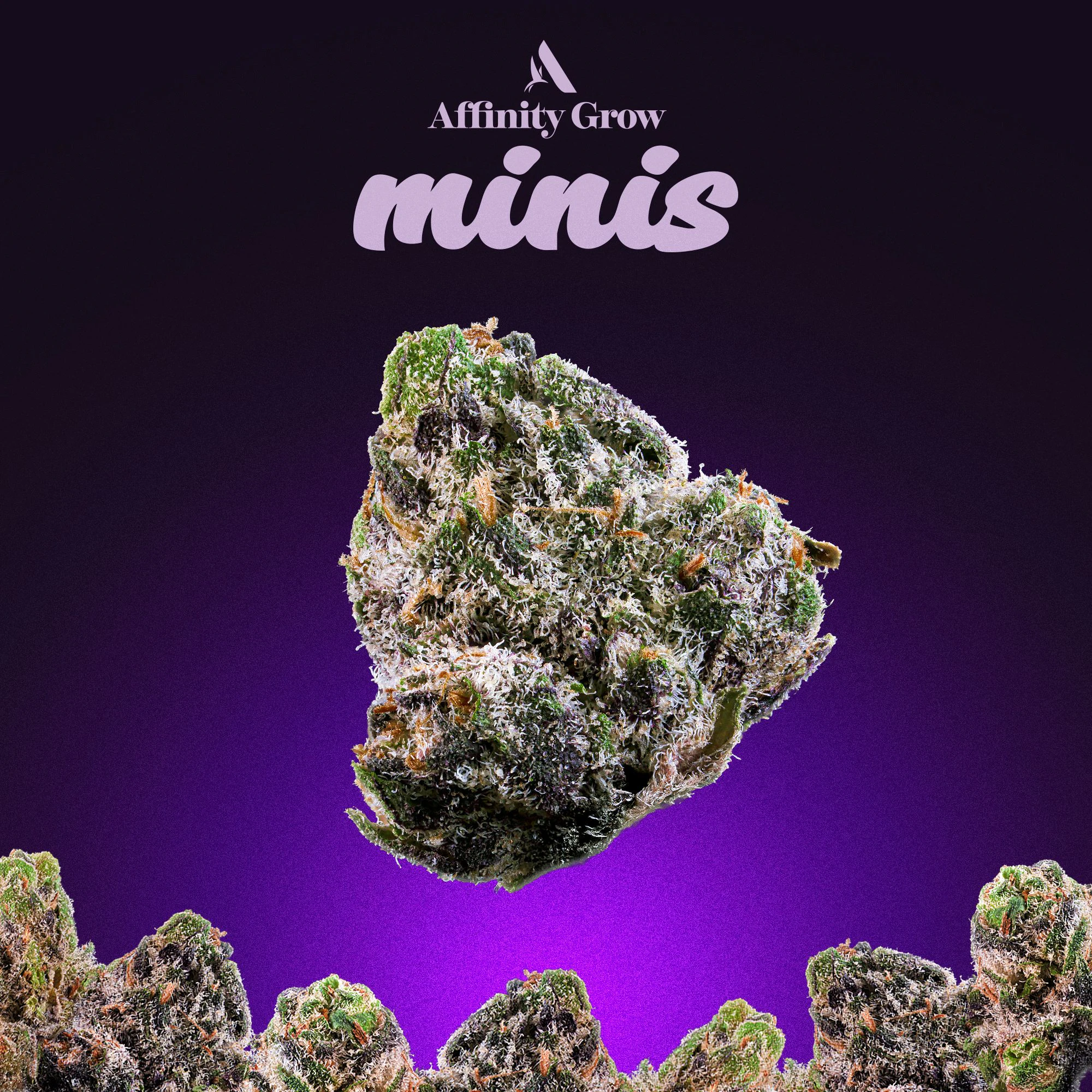 AFFINITY - Permanent Urkle Flower Minis T18.50% I 00593 Main Image