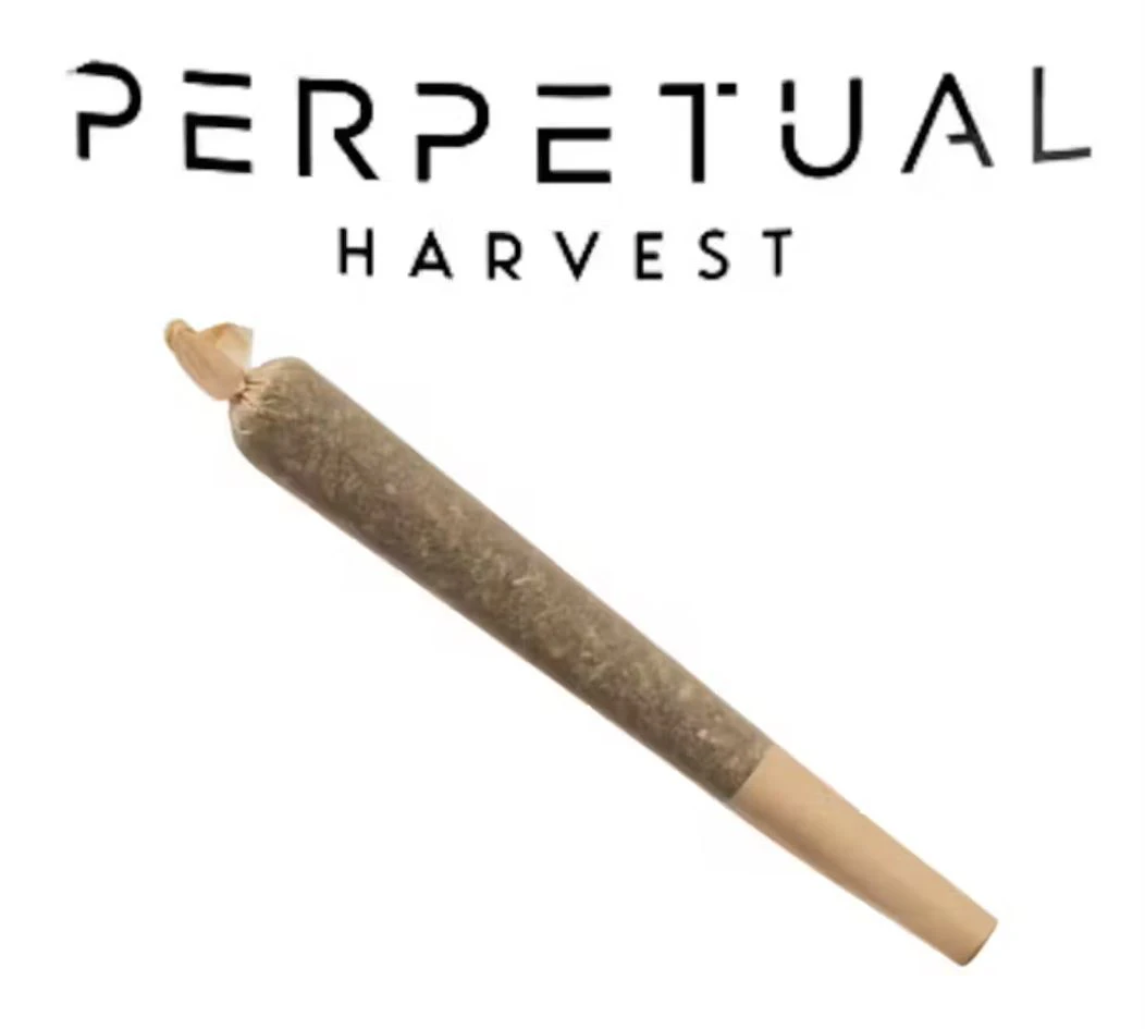 Perpetual - Vanarchy Badder Infused PreRoll - 1g - GCC Main Image