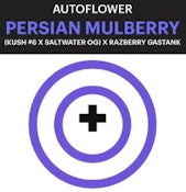 Purple City Persian Mullberry AUTOFLOWER Seeds 3pk ND