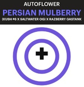 PURPLE CITY GENETICS - Purple City Persian Mullberry AUTOFLOWER Seeds 3pk ND
