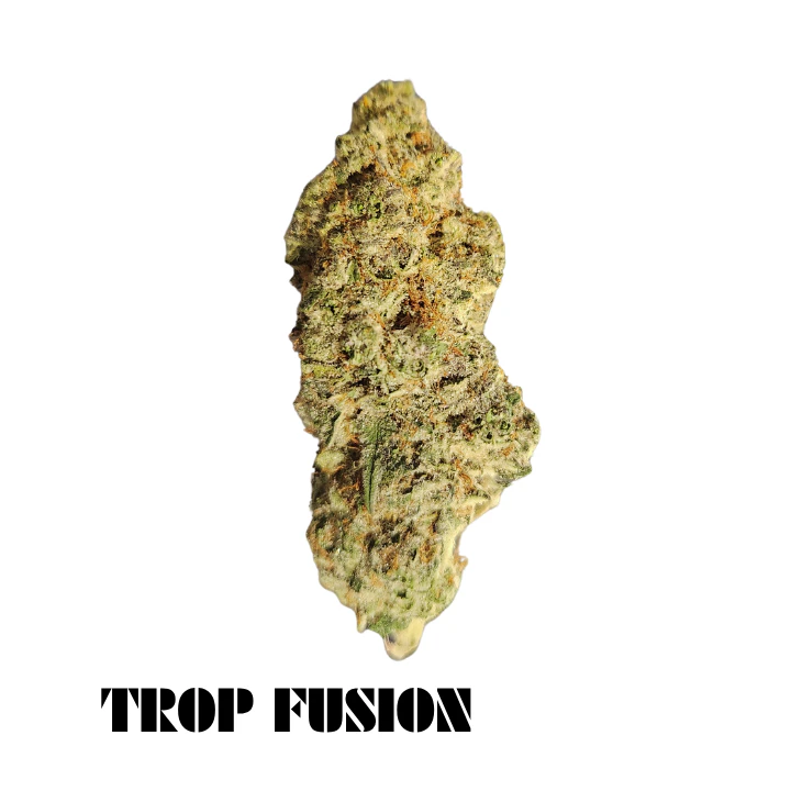 BSD Specialty Farms - BSD Specialty Farms - Tropical Fusion Deli Flower Main Image