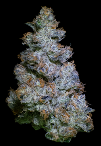 Fractal | Pie 95 Buds