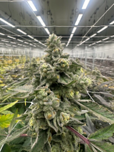 RUGGED ROOTS - RUGGED ROOTS | GARLIC FUMEZ | 3.5G