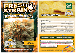 FRESH STRAIN | PINEAPPLE BELTZ | FLOWER | 3.5G