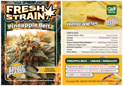 Pineapple Beltz - 3.5g (SH) - Fresh Strain