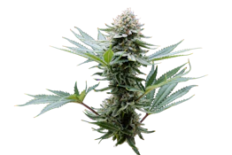 VERTICAL - PINEAPPLE DONUT 3.5 GRAMS