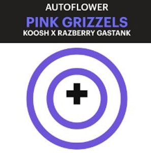 PURPLE CITY GENETICS - Purple City Pink Grizzels AUTOFLOWER Seeds 3pk ND