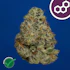 Product Preview Image 1
