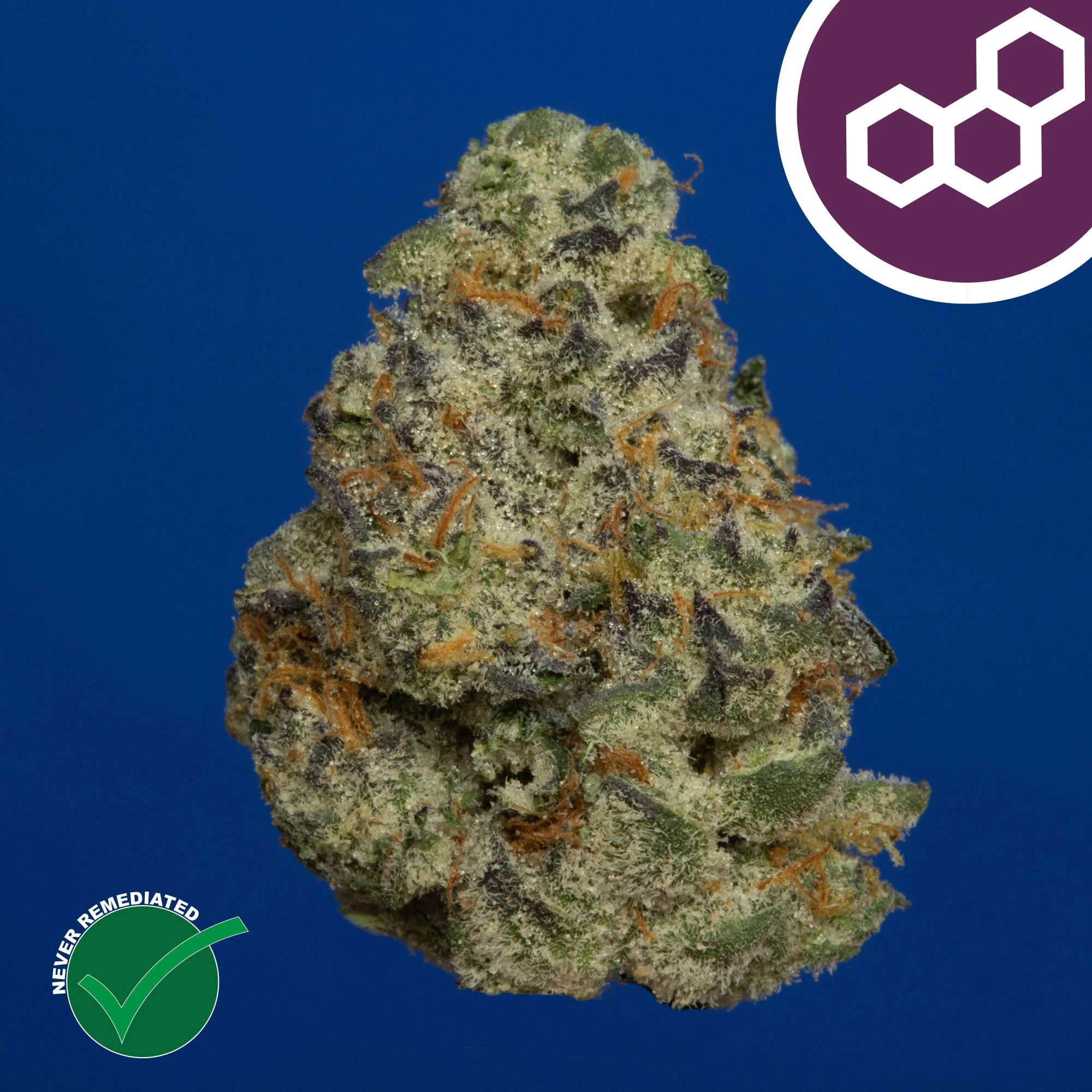 Theraplant - Plasma Gas 42102 Main Image