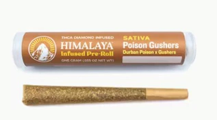 Himalaya 1g Poison Gushers Infused Preroll