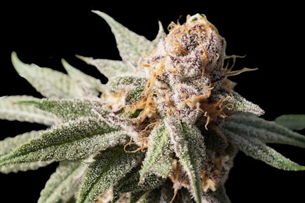 Poppin Bottlez - Buds (Hybrid)