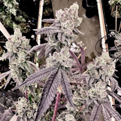 ExoticGenetix Porto Leche Seeds