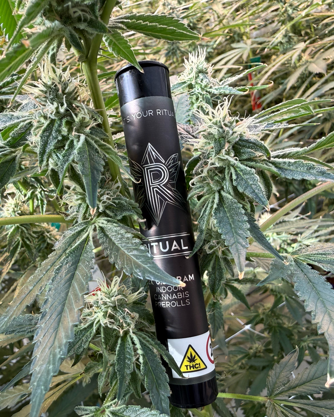 Govermint Oasis - 1g - Preroll