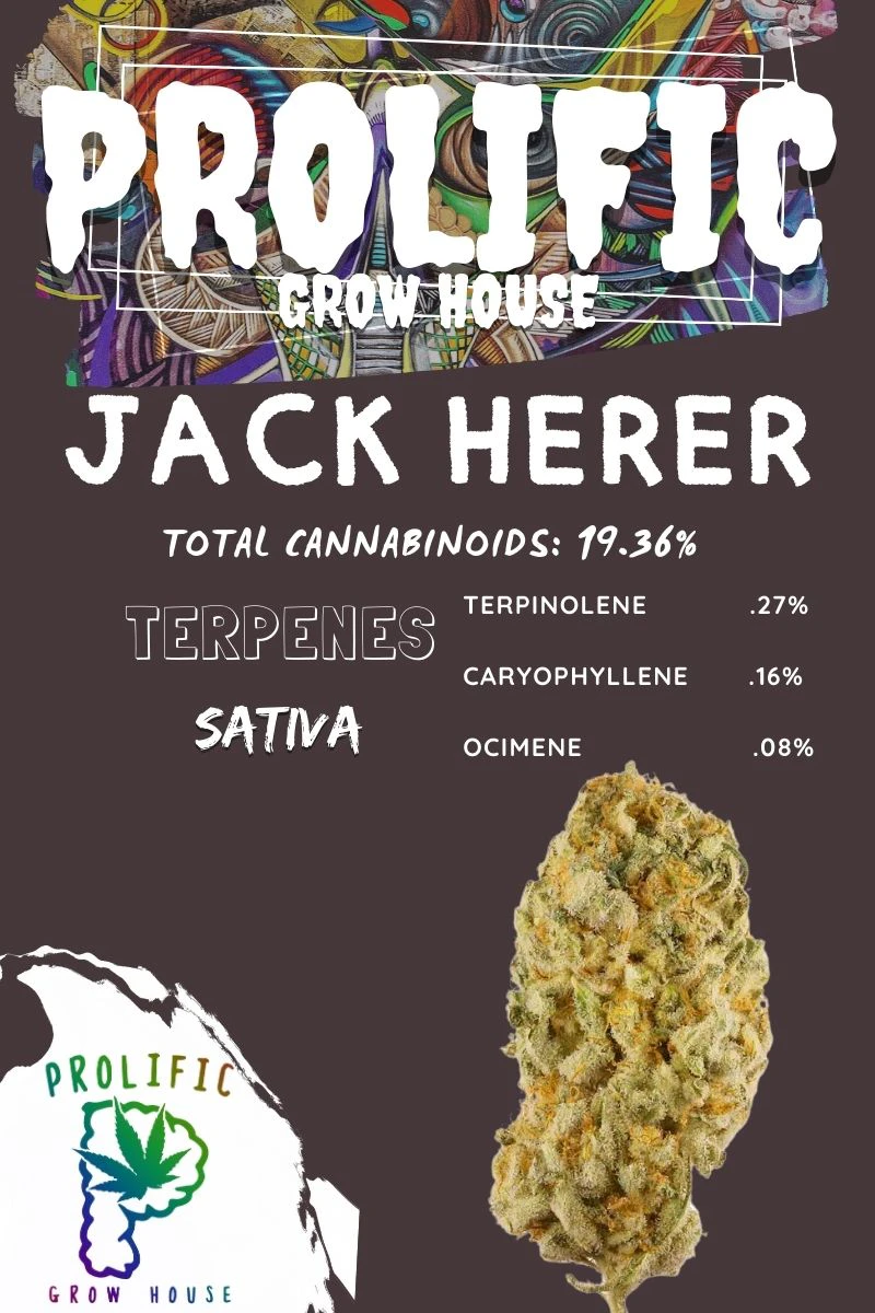 Prolific Growhouse - Jack Herer Big Buds - 3.5g Main Image