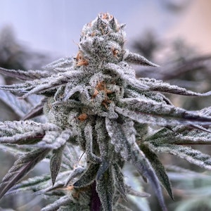 Hendrx Clone - Hendrx Clone - Rooted Plug - Purple Milk