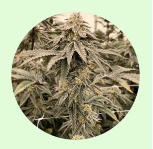 Renewal Gardens - Renewal Gardens | Purple Milk | 3.5g [H]