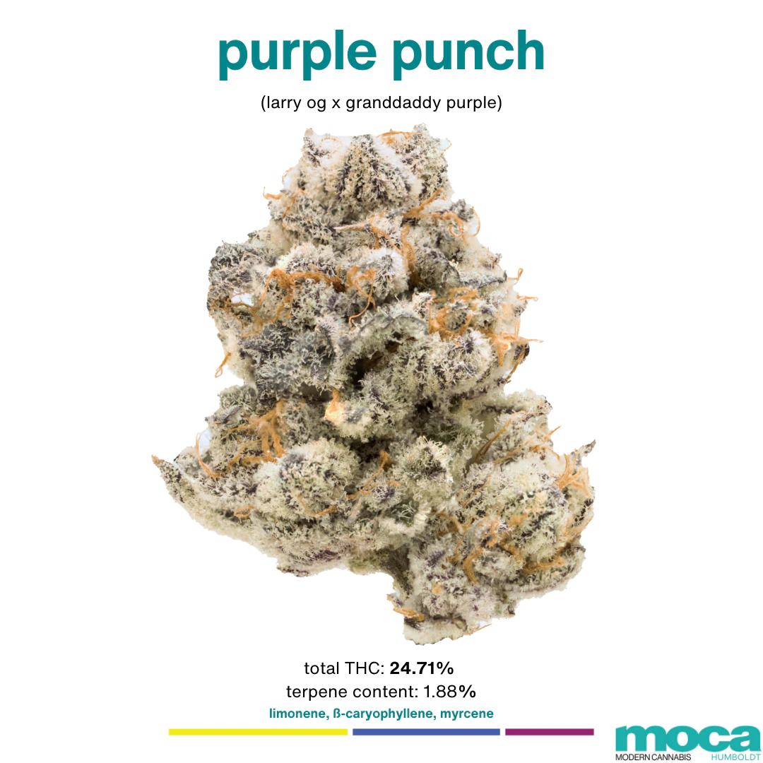 MOCA Flowers - MOCA Flowers - 1/8th Mylar Bag - Purple Punch Main Image