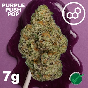 THERAPLANT - Purple Push P 7g 41168