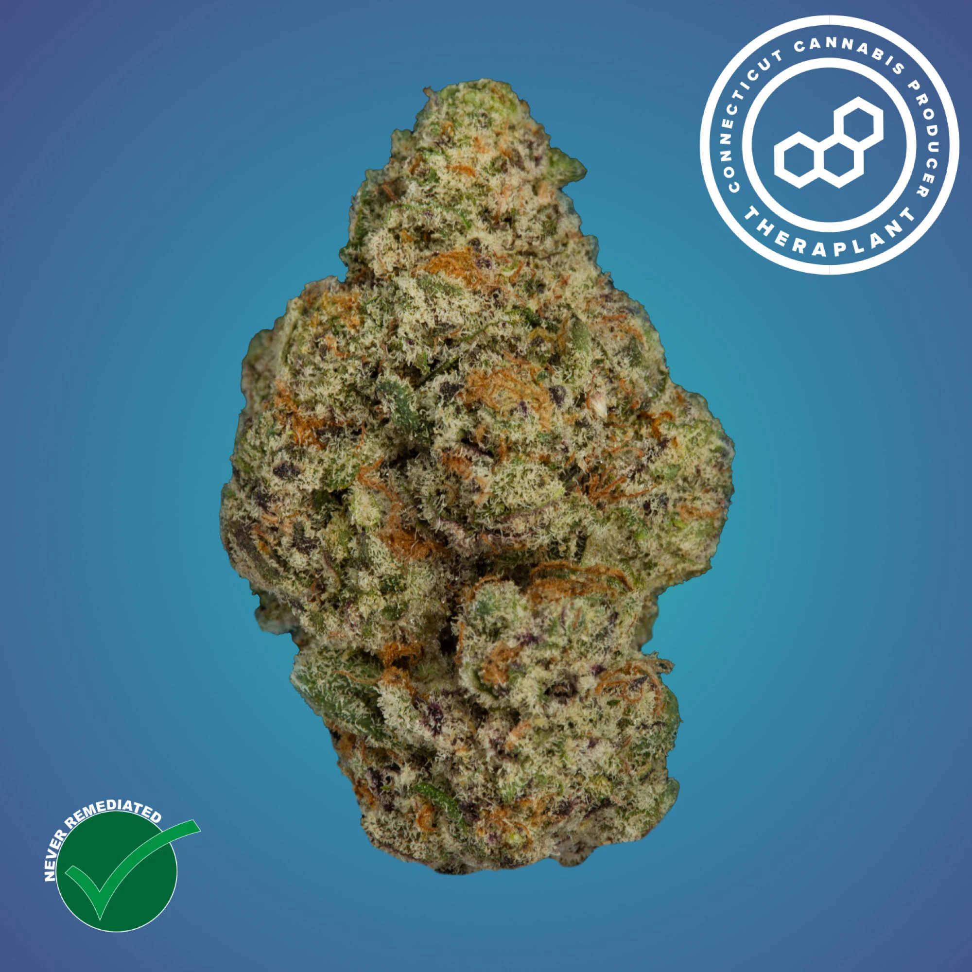 Theraplant - Purple Push P 4750 Main Image