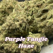 Purple Tangie Haze