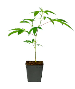 Velma's Buds & Nursery - Velma's Buds | Grape Stomper | Teen Plants