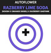 Purple City Razberry Lime Soda AUTOFLOWER Seeds 3pk ND