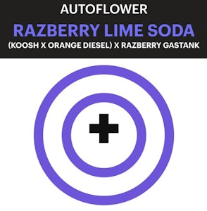 PURPLE CITY GENETICS - Purple City Razberry Lime Soda AUTOFLOWER Seeds 3pk ND