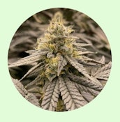 Renewal Gardens | Chem Kesey | 3.5g [I]